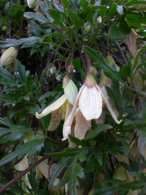 Clematis cirrhosa var.balearica fleur
